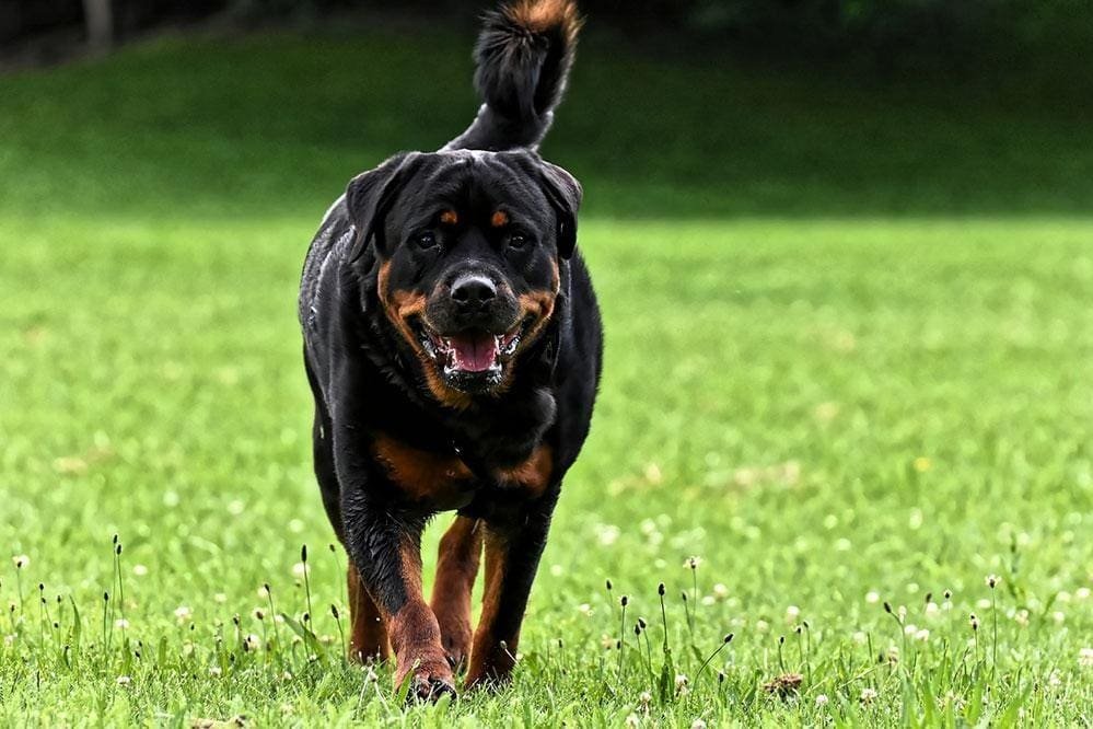 CÃES ROTTWEILER ATACAM E MATAM MULHER ACAMADA EM BELO HORIZONTE