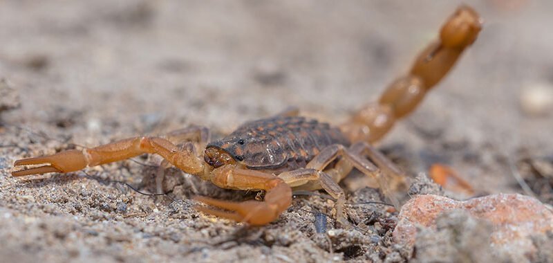 Secretaria de Saúde registra presença de escorpiões em todas as áreas do Município