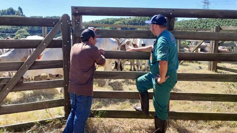 Programa beneficia pecuaristas com melhoramento genético de rebanho bovino