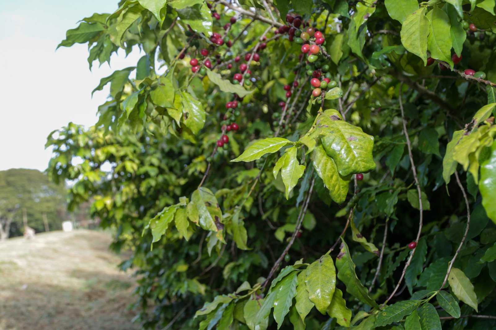 Maior cafezal urbano do mundo leva história e educação ambiental à população