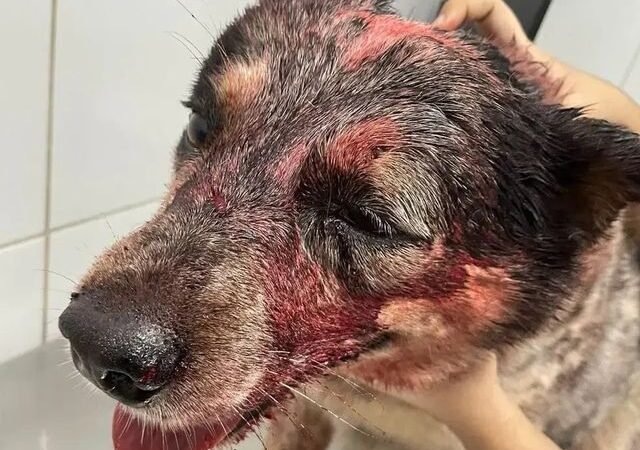 Cachorro é esfaqueado e queimado após briga entre vizinhos por reclamação de som alto durante churrasco