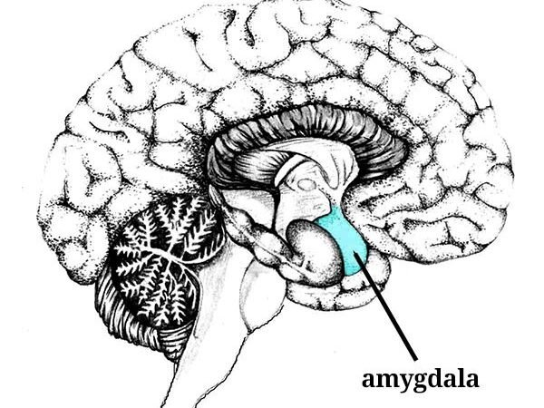 A NEUROCIÊNCIA DA RAIVA