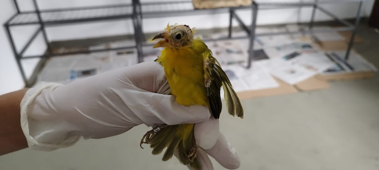 Em três dias, Mata Ciliar recebe 42 aves do tráfico de animais, resgatadas em Louveira-SP