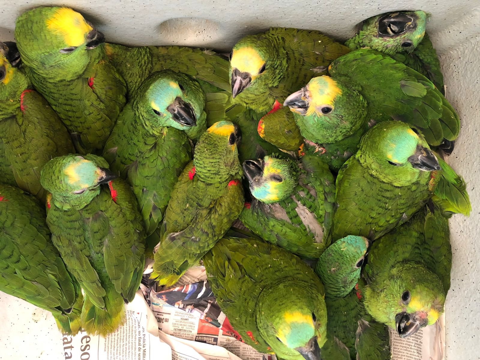 Mata Ciliar recebe 21 papagaios-verdadeiros após apreensão do Tático Ostensivo Rodoviário