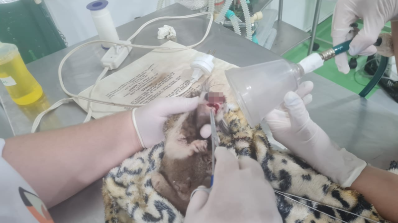 Sagui morre após contrair herpes humana em Itatiba