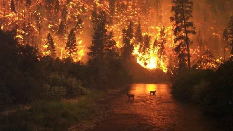 Destruição do Planeta: Ação Humana em Ritmo Catastrófico…Robertão Chapa Quente .