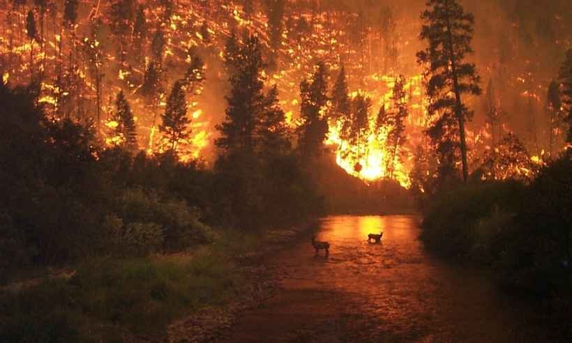 Destruição do Planeta: Ação Humana em Ritmo Catastrófico…Robertão Chapa Quente .