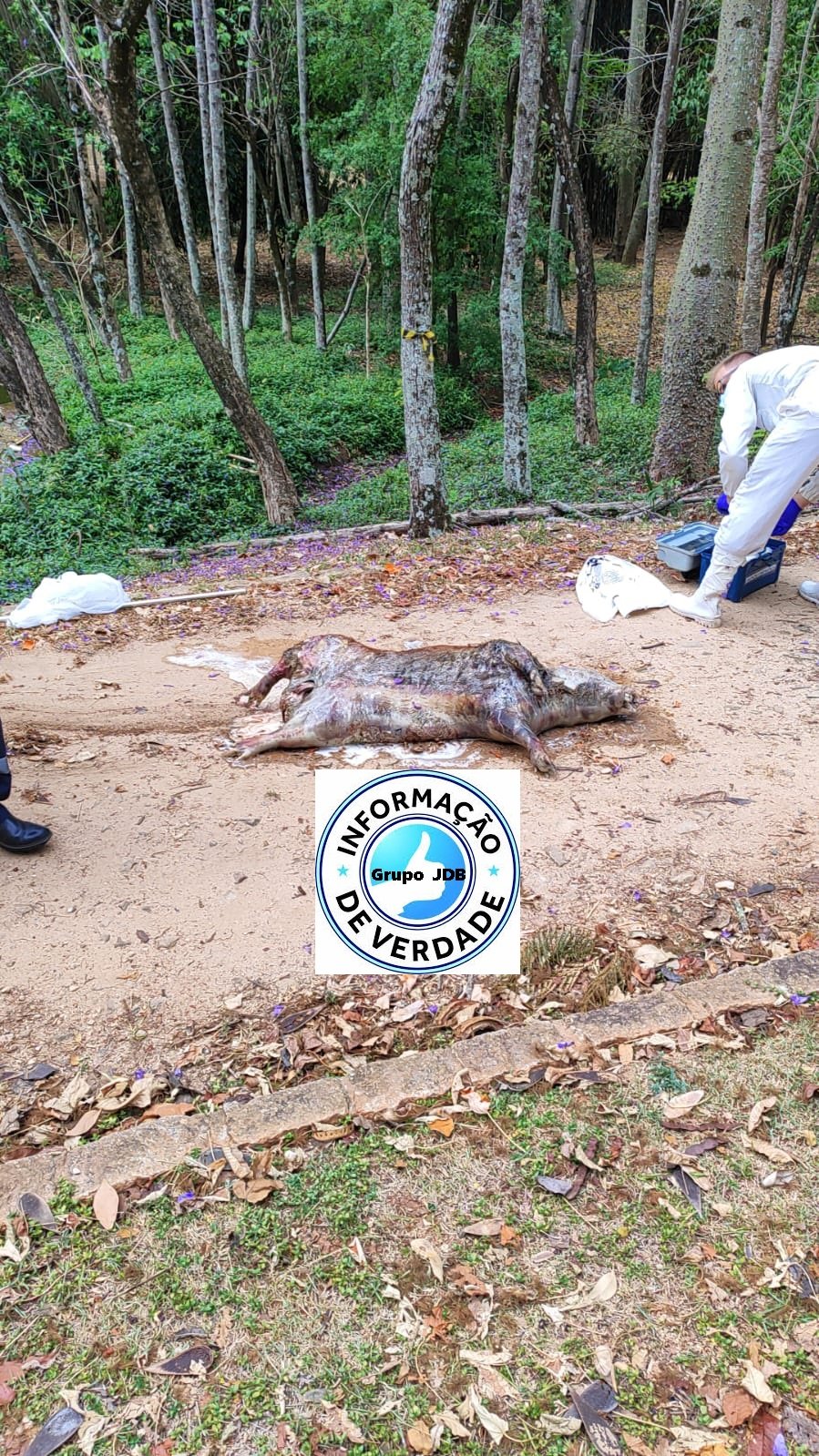 Capivara Morta Encontrada no Parque dos Lagos em Jaguariúna —– – – – – – – – – – – – – – – -Alerta População . – – – – – – – – – – – – – – – –