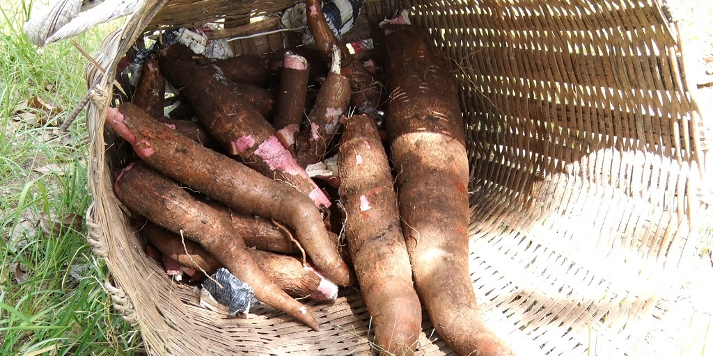 Ladrão volta a atacar em Santo Antônio de Posse: entra na roça e só leva mandioca grossa .