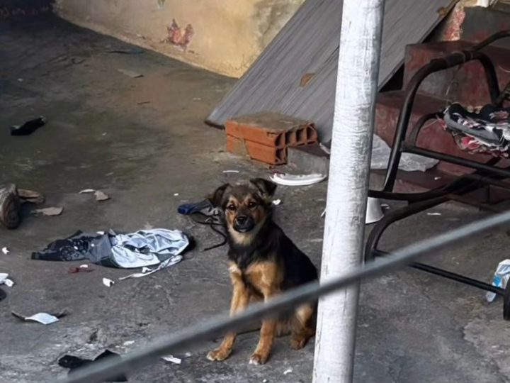 Cão Abandonado é Resgatado pela Polícia Civil e Bem-Estar Animal em Bragança Paulista