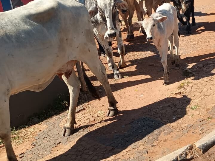 Animais de grande porte circulam livremente pelo centro de Santo Antônio de Posse e colocam pedestres e motoristas em risco