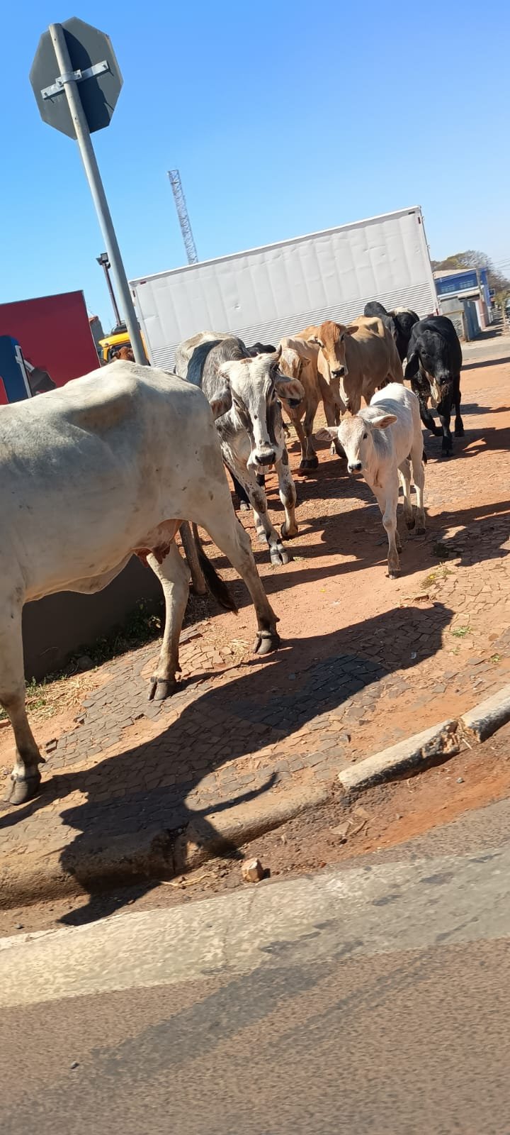 Animais de grande porte circulam livremente pelo centro de Santo Antônio de Posse e colocam pedestres e motoristas em risco