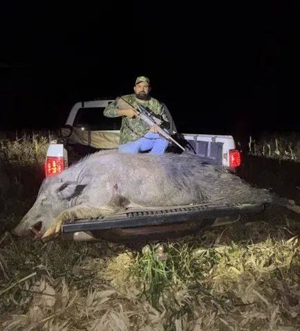 JAVALI DE QUASE 300 KG É ABATIDO EM RIO BRILHANTE DURANTE AÇÃO DE CONTROLE AMBIENTAL