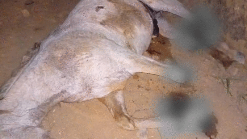 Crueldade em Bananal (SP): jovem corta patas de cavalo durante cavalgada