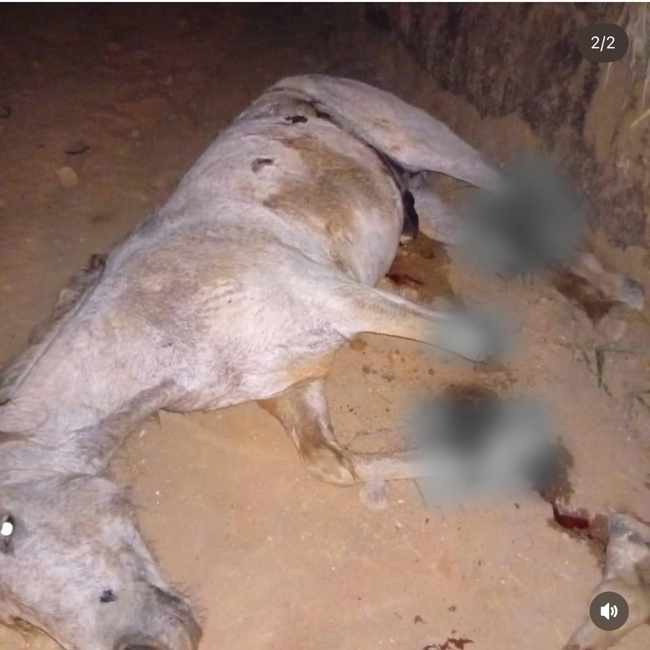 Crueldade em Bananal (SP): jovem corta patas de cavalo durante cavalgada