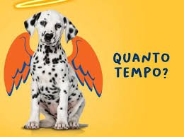 Como lidar com a morte de um animalzinho de estimação que amamos como um ente querido