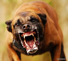 O Pit Bull do Prefeito .