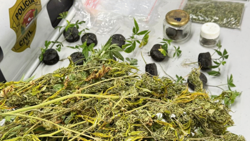 🚨 POLÍCIA CIVIL PRENDE HOMEM COM PLANTAÇÃO DE MACONHA EM CHÁCARA DE SUMARÉ DURANTE A OPERAÇÃO “JAMAICA” 🚔