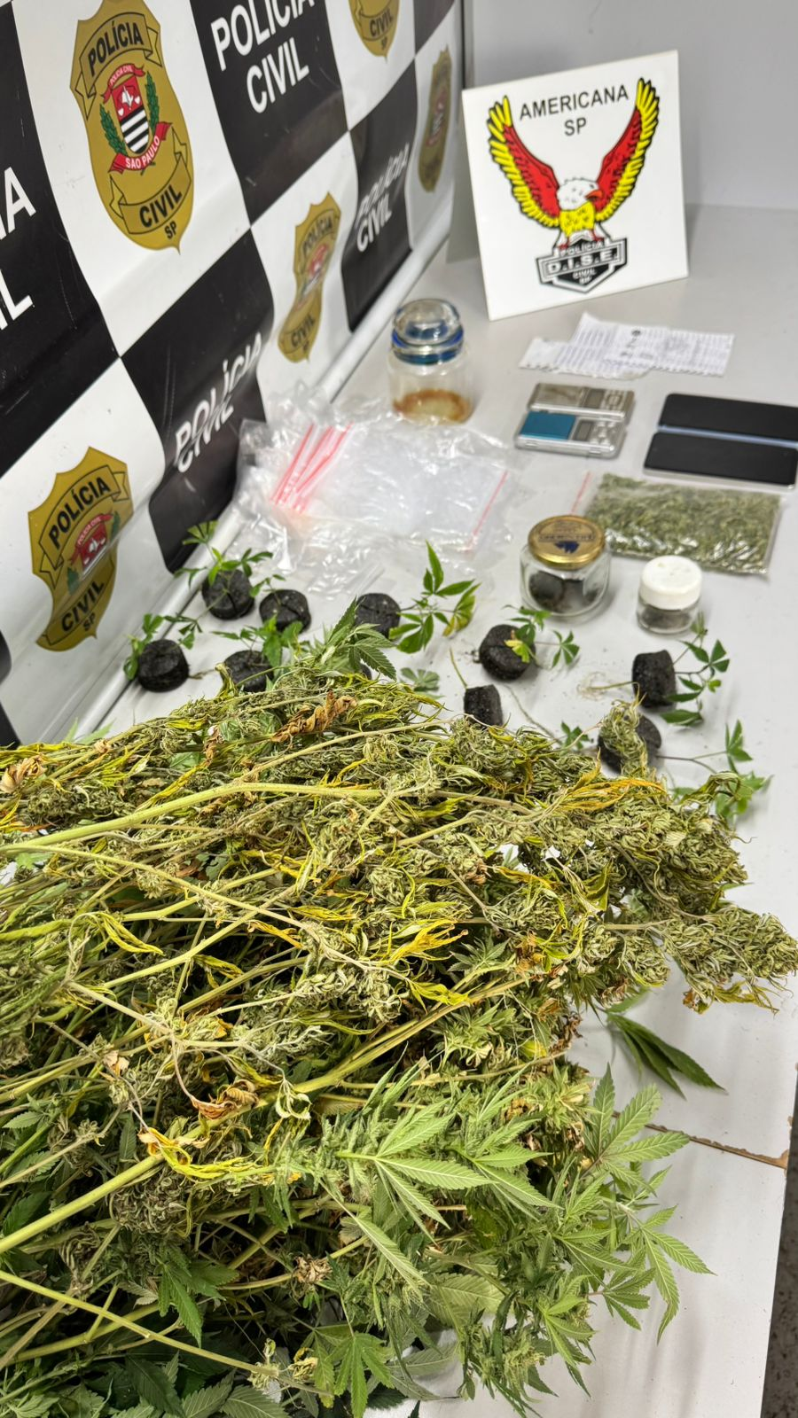 🚨 POLÍCIA CIVIL PRENDE HOMEM COM PLANTAÇÃO DE MACONHA EM CHÁCARA DE SUMARÉ DURANTE A OPERAÇÃO “JAMAICA” 🚔