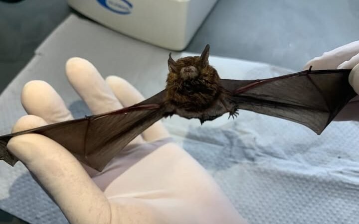 VALINHOS CONFIRMA DOIS NOVOS CASOS DE RAIVA EM MORCEGOS E EMITE ALERTA SANITÁRIO À POPULAÇÃO