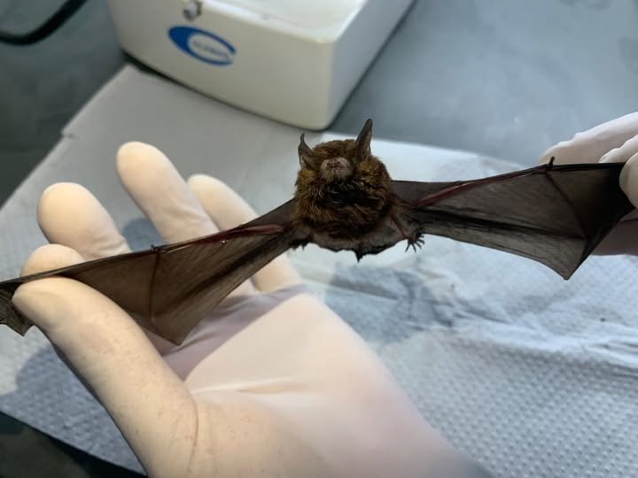 VALINHOS CONFIRMA DOIS NOVOS CASOS DE RAIVA EM MORCEGOS E EMITE ALERTA SANITÁRIO À POPULAÇÃO