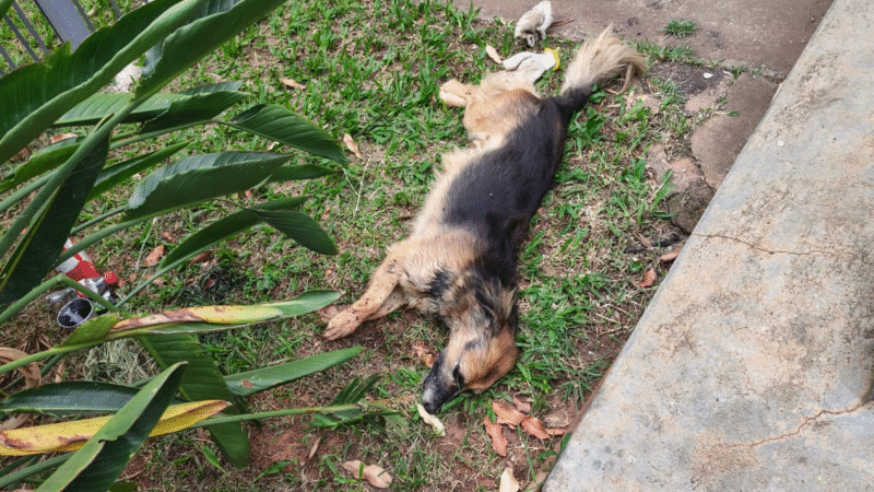📰 ANIMAIS SÃO ENCONTRADOS ENVENENADOS NO BAIRRO RESSACA