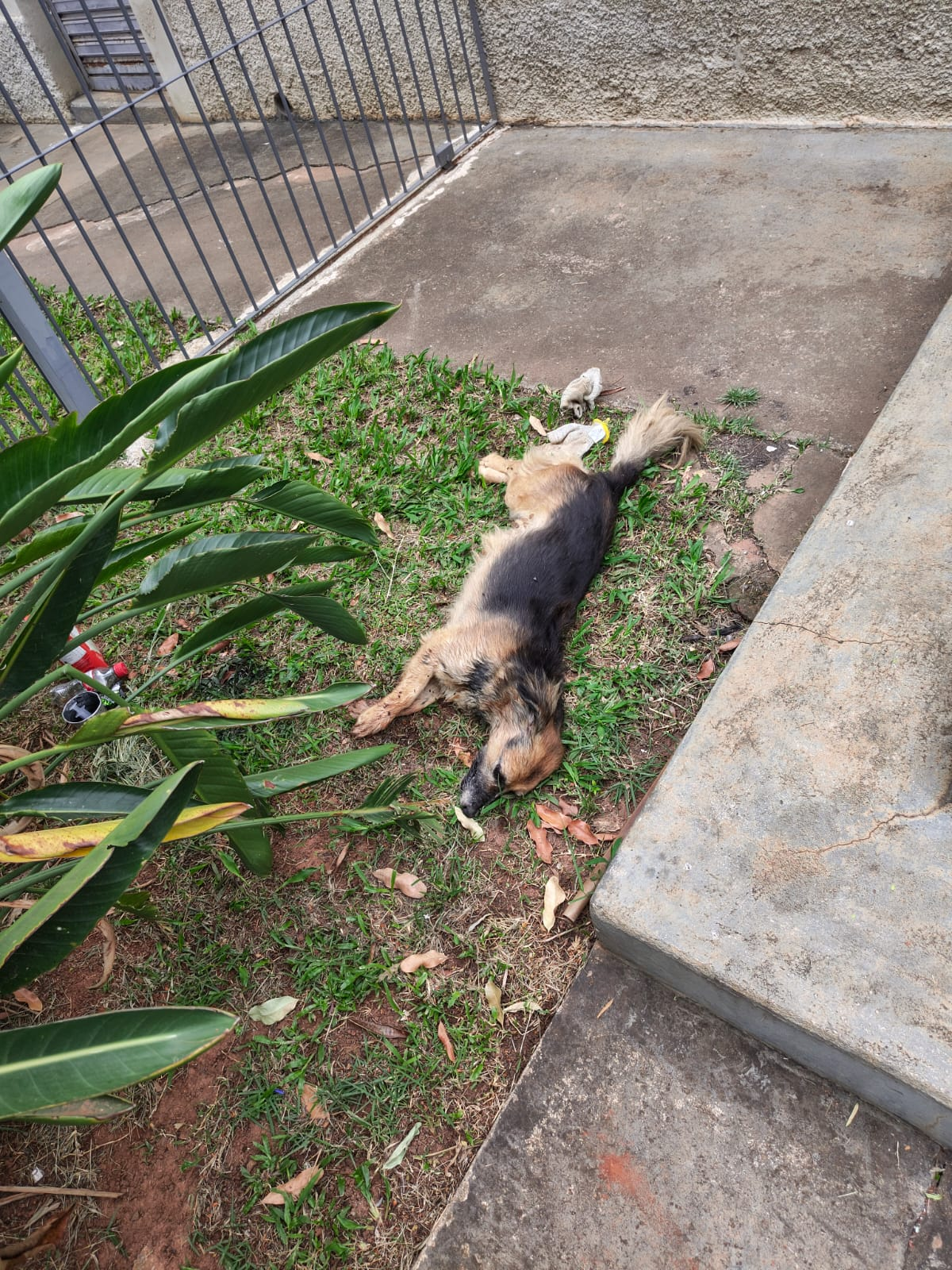 📰 ANIMAIS SÃO ENCONTRADOS ENVENENADOS NO BAIRRO RESSACA