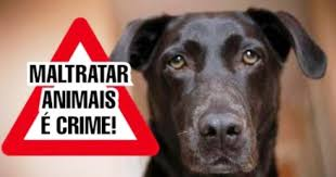ANIMAIS ABANDONADOS SE MULTIPLICAM EM TODAS AS CIDADES DO CIRCUITO DAS ÁGUAS PAULISTA, ENQUANTO ONGs PERMANECEM EM SILÊNCIO ? CADÊ O GRITO DAS ONGS?