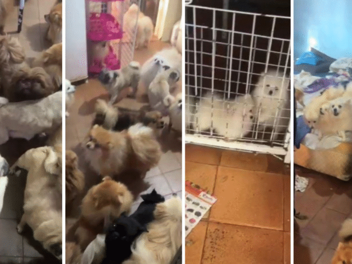 PM resgata mais de 70 cães em situação de maus-tratos em Arujá