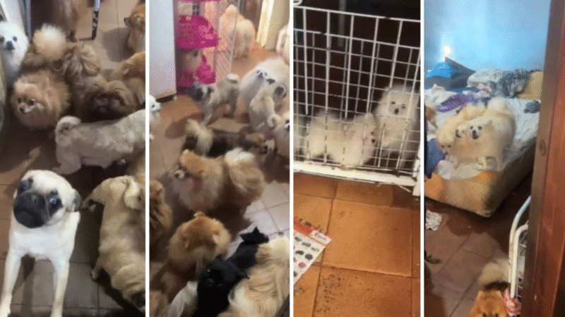 PM resgata mais de 70 cães em situação de maus-tratos em Arujá