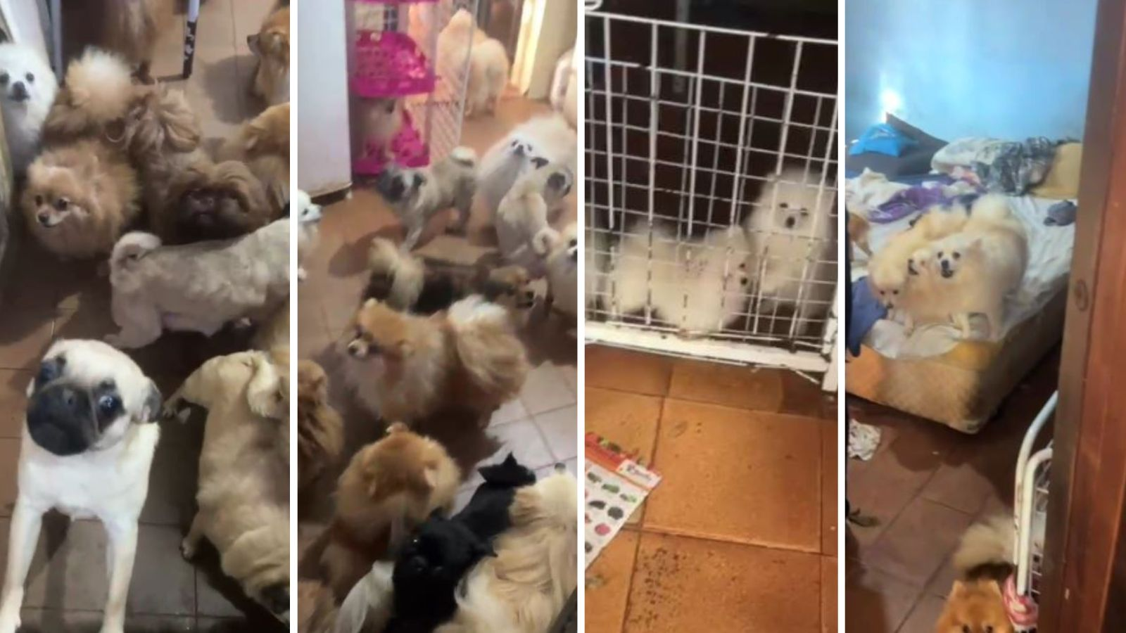 PM resgata mais de 70 cães em situação de maus-tratos em Arujá