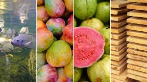 🚨 LISTA DO GOVERNO LULA COLOCA EM RISCO PRODUÇÃO BRASILEIRA DE TILÁPIA, MANGA, GOIABA E ATÉ JACA