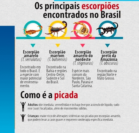 ATENÇÃO REDOBRADA: É ÉPOCA DE ESCORPIÕES!