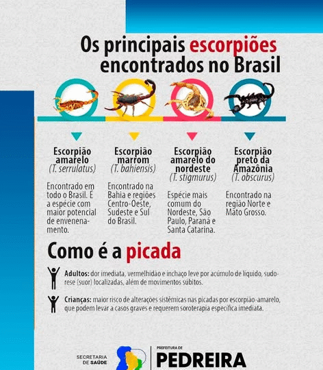 ATENÇÃO REDOBRADA: É ÉPOCA DE ESCORPIÕES!