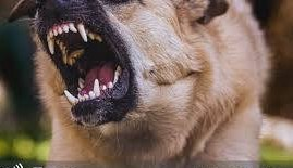 🚨 HOMEM MORRE NO PRIMEIRO ENCONTRO APÓS SER ATACADO POR CÃES EM CASA DE MULHER