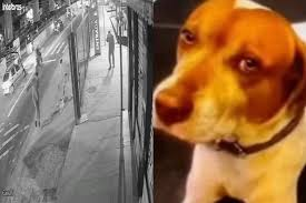 Cão comunitário é morto a tiros após reagir a agressão contra mulher na Zona Leste de São Paulo