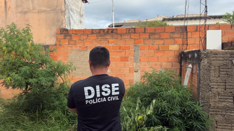 SÉRIE – A SEMENTE DA ERVA – POLÍCIA CIVIL PRENDE HOMEM EM FLAGRANTE POR TRÁFICO DE DROGAS EM MOGI GUAÇU …..