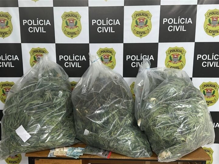 🚨 OPERAÇÃO DA DISE DESMANTELA PLANTAÇÃO DE MACONHA EM SANTO ANTONIO DE POSSE.