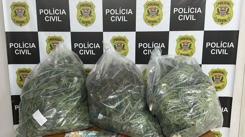 🚨 OPERAÇÃO DA DISE DESMANTELA PLANTAÇÃO DE MACONHA EM SANTO ANTONIO DE POSSE.