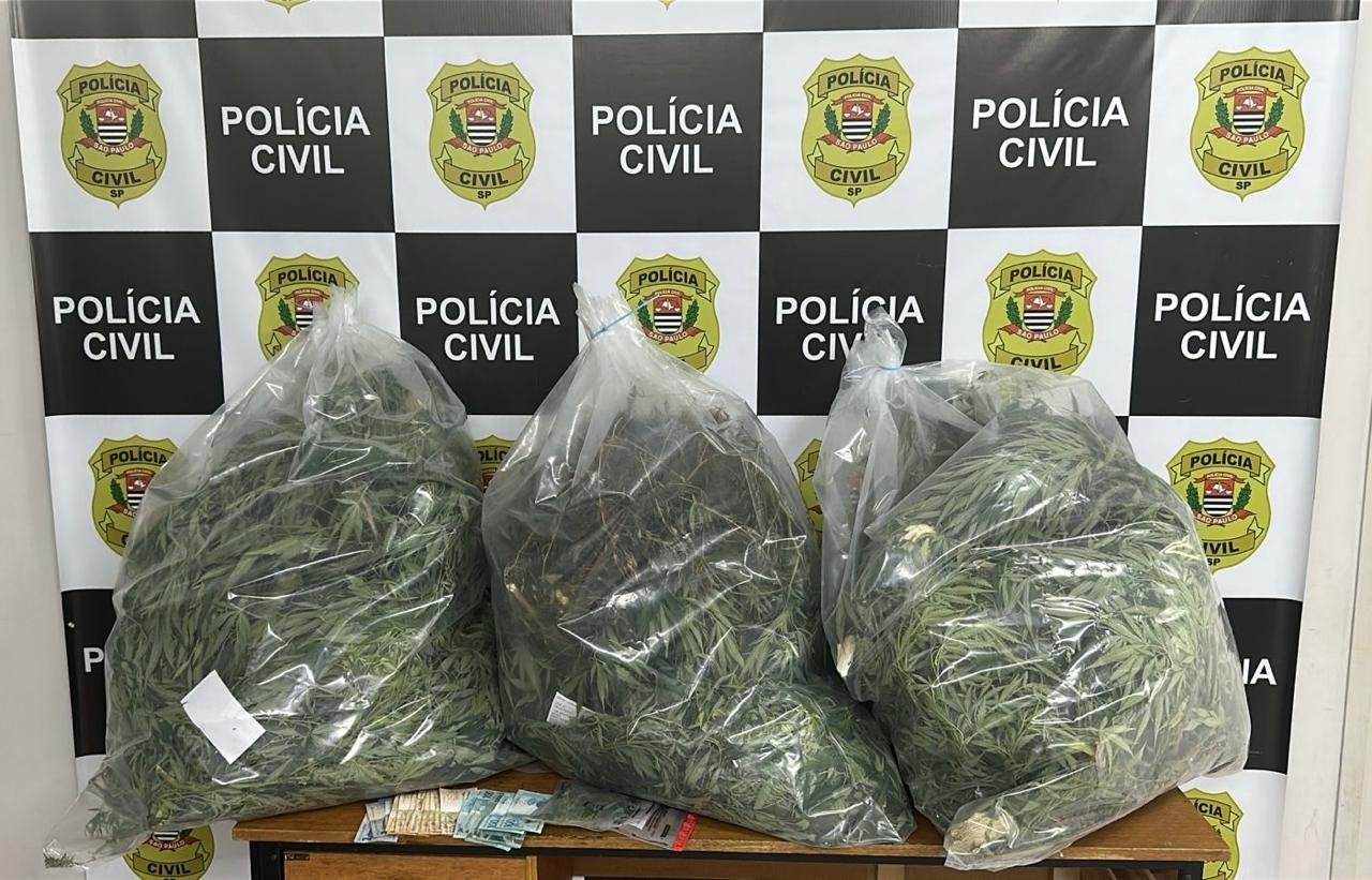 🚨 OPERAÇÃO DA DISE DESMANTELA PLANTAÇÃO DE MACONHA EM SANTO ANTONIO DE POSSE.