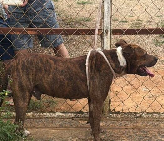 Bebê de 11 meses morre após ataque de pitbull em Socorro; polícia apura possível omissão