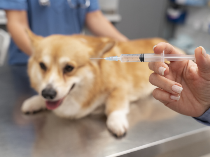 Saúde de Holambra alerta para vacinação anual contra a raiva em cães e gatos