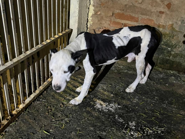 🐾 GUARDA MUNICIPAL RESGATA CACHORRO EM SITUAÇÃO DE MAUS-TRATOS EM SANTO ANTÔNIO DE POSSE
