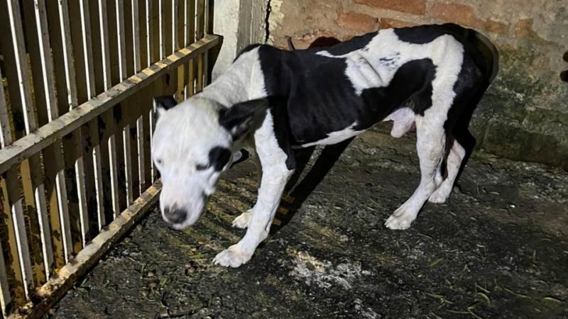 🐾 GUARDA MUNICIPAL RESGATA CACHORRO EM SITUAÇÃO DE MAUS-TRATOS EM SANTO ANTÔNIO DE POSSE