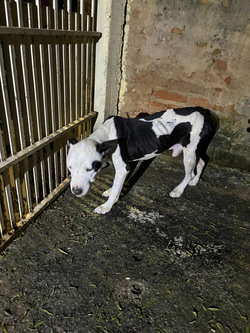 🐾 GUARDA MUNICIPAL RESGATA CACHORRO EM SITUAÇÃO DE MAUS-TRATOS EM SANTO ANTÔNIO DE POSSE