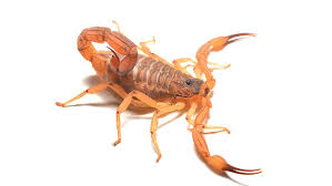 🦂 INFESTAÇÃO DE ESCORPIÕES AVANÇA NO CIRCUITO DAS ÁGUAS E JÁ PROVOCOU MORTE EM JAGUARIÚNA