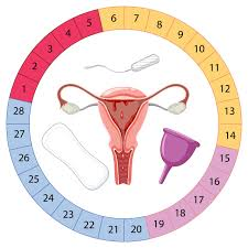CICLO MENSTRUAL: COMO ENTENDER, SE PREPARAR E FALAR SOBRE O PRÓPRIO CORPO COM CLAREZA E SAÚDE