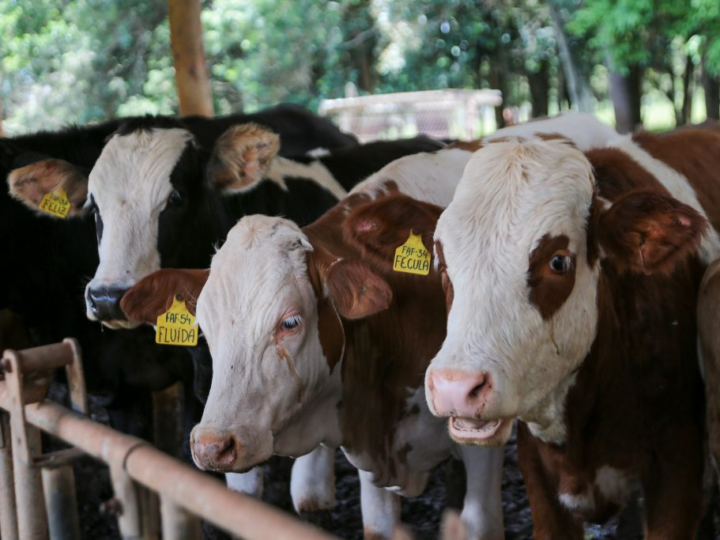 Fundo de sanidade animal garante ‘seguro’ a pecuaristas e competitividade internacional