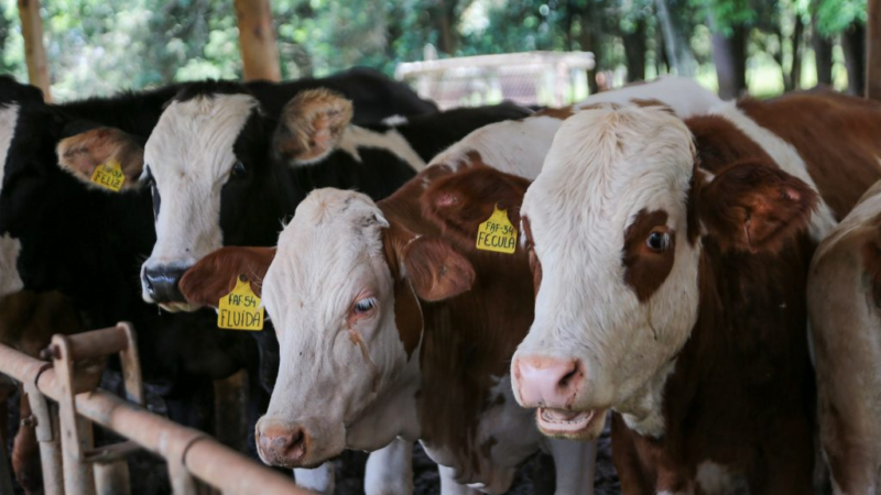 Fundo de sanidade animal garante ‘seguro’ a pecuaristas e competitividade internacional