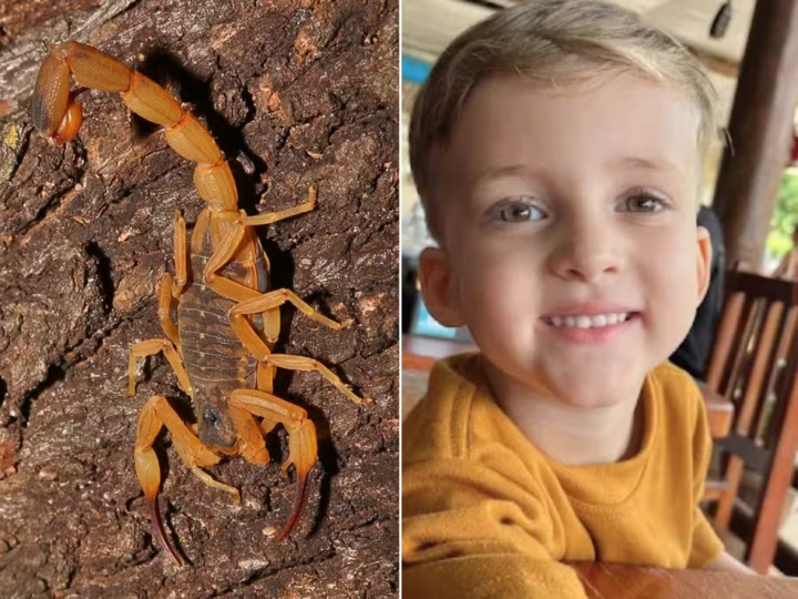 CONCHAL – MORTE DE CRIANÇA APÓS PICADA DE ESCORPIÃO EXPÕE FALHAS NO ATENDIMENTO E COBRA AÇÃO DO PODER PÚBLICO